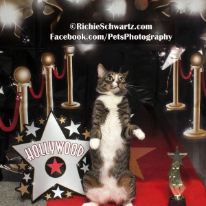 Richie Schwartz Pet Photographer Cat Hollywood